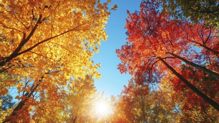 photo of a vibrant autumn forest with golden and red leaves, sunlight streaming through the trees,  against a clear blue sky