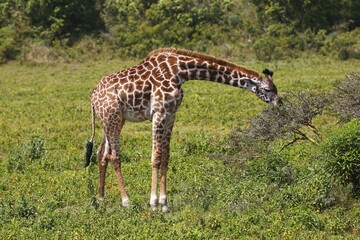 Maasai giraffe (Giraffa camelopardalis) feeding, Arusha National Park, Tanzania, Africa