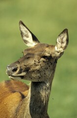 Female Red Deer (Cervus elaphus), pestered by flies
