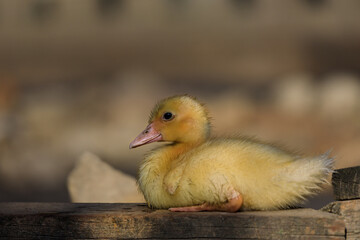 little baby yellow duck on a wooden board near a farm pond