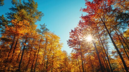 Fototapeta premium photo of a vibrant autumn forest with golden and red leaves, sunlight streaming through the trees, against a clear blue sky