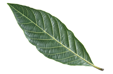 Green mango tree leaf, isolated over transparent background, PNG, cutout