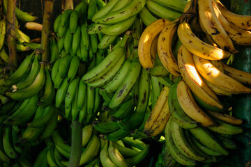 Bundles of green and yellow bananas in colombian street market