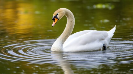 Obraz premium Graceful Swan on a Calm Lake