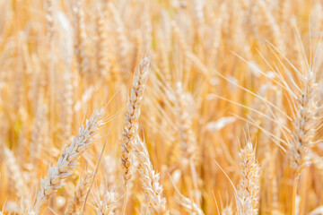 New crop of wheat. Ears of wheat in the sun. Field before harvest.