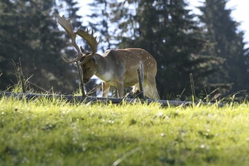 Fallow Deer (Dama dama) examining deadwood
