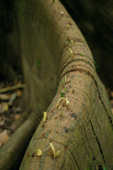 Ants transporting leaf pieces in a line on a tree root, Amazon forest