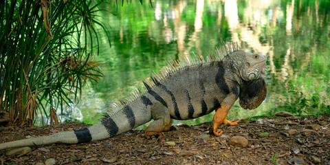 Green iguana standing next to a lake in Medellin Botanical Gardens, Colombia
