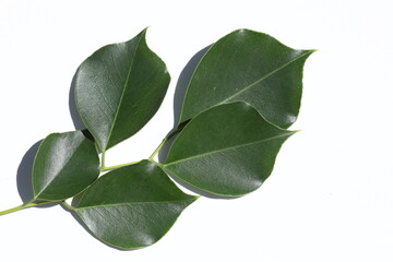 Obraz premium Fraxinus angustifolia, the narrow-leaved ash, is a species of Fraxinus 