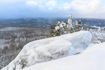 Fototapeta premium A panoramic view of the covered with snow trees in the snowdrifts. Magical winter forest.