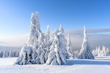 A panoramic view of the covered with snow trees in the snowdrifts. Magical winter forest.
