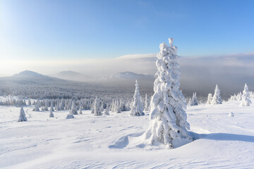 A panoramic view of the covered with snow trees in the snowdrifts. Magical winter forest.