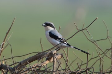 great grey shrike or Lanius excubitor at desert national park in Rajasthan India