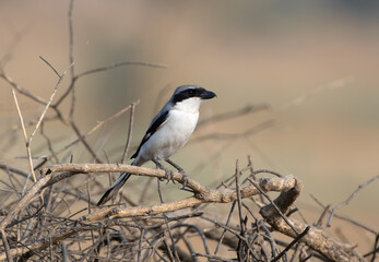 great grey shrike or Lanius excubitor at desert national park in Rajasthan India