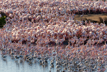 Fototapeta premium Albufera Aviary: Flamingo Haven on Land and Water