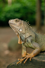 Green iguana standing next to a lake in Medellin Botanical Gardens, Colombia