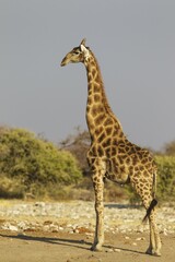 South African giraffe (Giraffa camelopardalis giraffa), handsome male, Etosha National Park, Namibia, Africa