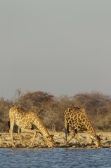 South African giraffes (Giraffa camelopardalis giraffa), female on left and male drinking at waterhole, Etosha National Park, Namibia, Africa