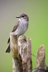 Spotted Flycatcher (Muscicapa striata), Allgaeu, Bavaria, Germany, Europe