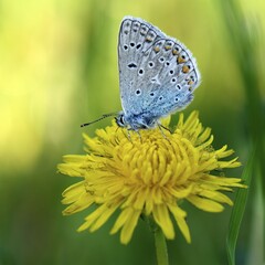 Common blue butterfly (Polyommatus icarus) on blossom of Dandelion (Taraxacum officinale), Lower Rhine, North Rhine-Westphalia