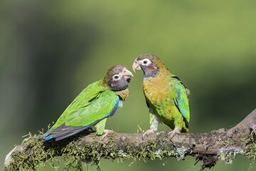 Brown-hooded Parrots (Pyrilia haematotis) sitting on branch, province of Alajuela, San Carlos, Boca Tapada, Costa Rica, Central America