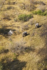 African Elephants (Loxodonta africana), two bulls, roamimg, aerial view, Okavango Delta, Botswana, Africa