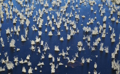 Remnants of dead Mopane Trees (Colophospermum mopane) in a freshwater marsh, aerial view, Okavango Delta, Botswana, Africa