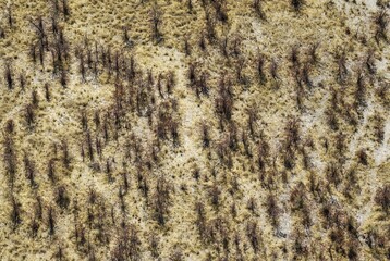 Mopane Trees (Colophospermum mopane), cropped by elephants, aerial view, Okavango Delta, Botswana, Africa