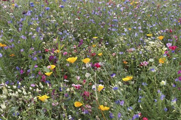 Blooming colourful flower meadow, garden sowing, Allgäu, Bavaria, Germany, Europe