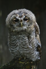 Young Tawny Owl (Strix aluco), captive, Lüerwald forest, Sauerland, North Rhine-Westphalia, Germany, Europe