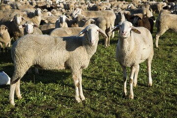 Flock of sheep, domestic sheep (Ovis orientalis aries), Swabian Alb, Baden-Wuerttemberg, Germany, Europe, PublicGround, Europe