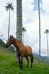 La Carbonera tall palm trees forest in Colombia