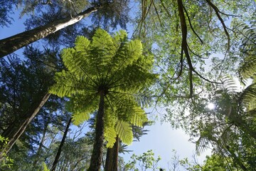 Fototapeta premium Silver fern (Cyathea dealbata) in tropical rainforest, Whanganui National Park, North Island, New Zealand, Oceania