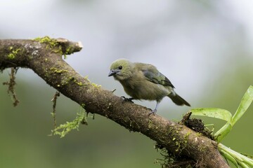Palm tanager (Thraupis palmarum), Boca Tapada, Province of Alajuela, Costa Rica, Central America