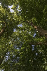 Large ash trees (Fraxinus excelsior), frog perspective, Mecklenburg-Western Pomerania, Germany, Europe