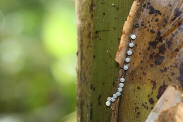 Eggs of the owl (Caligo memnon) on a banana plant, found in South America