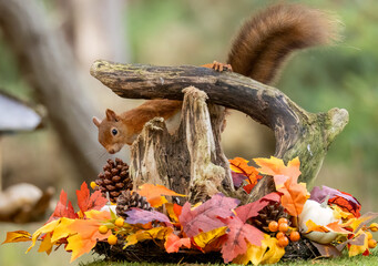 Curious little scottish red squirrel in an autumnal scene in the forest