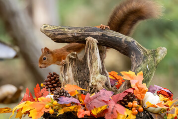 Curious little scottish red squirrel in an autumnal scene in the forest