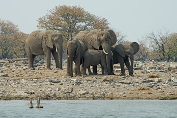 Fototapeta premium African bush elephants (Loxodonta africana), Etosha National Park, Namibia, Africa