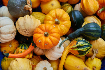pumpkins and gourds