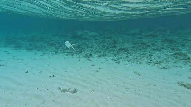 Smallspotted dartfish (Ptereleotris microlepis) swimming close to the camera. Few other fish are seen nearby, creating vibrant underwater scene.