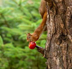 red squirrel on tree eating a red apple