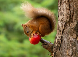 Cute little scottish red squirrel sitting on top of a red apple on a tree in the forest
