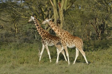 Rothschild Giraffes or Ugandan Giraffes (Giraffa camelopardalis rothschildi), Lake Nakuru National Park, near Nakuru, Rift Valley Province, Kenya, Africa