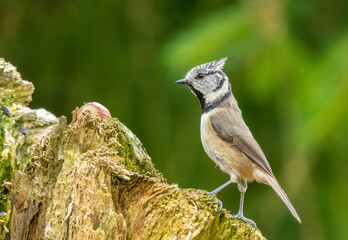 Rare scottish highlands woodland bird, the crested tit in the forest
