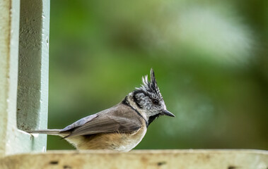 Rare scottish highlands woodland bird, the crested tit in the forest