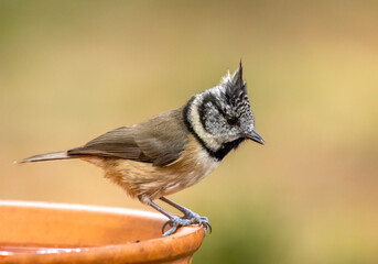 Rare scottish highlands woodland bird, the crested tit in the forest