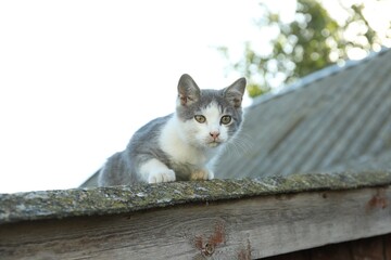 One cute cat resting on roof outdoors