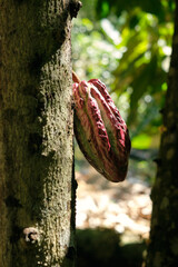 Cocoa pod on tree in Colombian finca