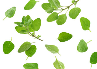 Fresh oregano twigs in air on white background